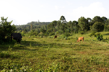 Grazing cows. Shot in Uganda in June 2017.