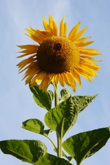 Sunflower / Background material