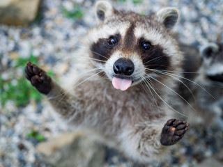 Waschbär streckt die Zunge raus © #FotosVonSascha