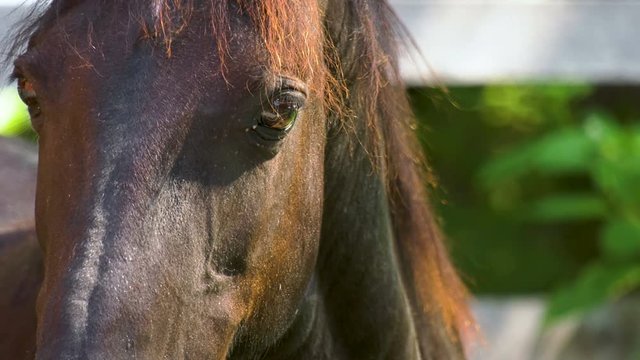 Close up of a horse's eye