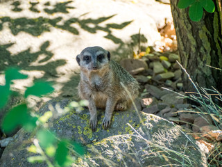 Erdmännchen im Tierpark