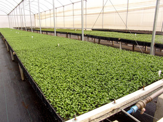 Araras, SP, Brasil, 05/09/2007. Mudas de laranja em um viveiro da empresa SaniCitrus, localizada no município de Araras, SP. – FOTO: ALF RIBEIRO