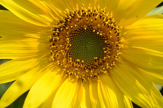 Sunflower / Background material