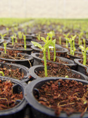 Araras, SP, Brasil, 05/09/2007. Mudas de laranja em um viveiro da empresa SaniCitrus, localizada no município de Araras, SP. – FOTO: ALF RIBEIRO