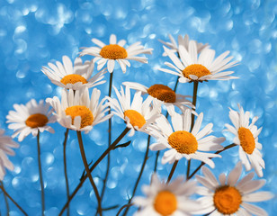 delicate beautiful tender white daisy flowers in a smart bouquet a brilliant holiday blue background with bright circles and shine