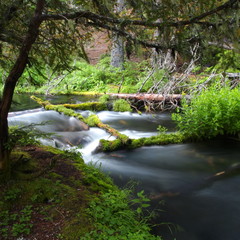 Obraz premium A small river running through lush green forests in Southern Oregon 