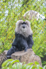 Lion-tailed macaque [DSC_3498]