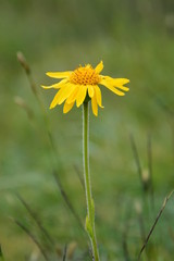 Arnica, Alpenblume, Heilpflanze