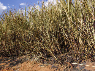 Fototapeta premium Sugar cane field is burnt before harvest.
