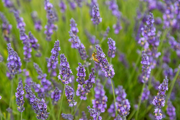 Bee and Lavender