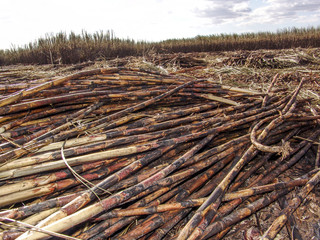 Sugar cane field is burnt before harvest.