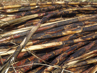 Sugar cane field is burnt before harvest.