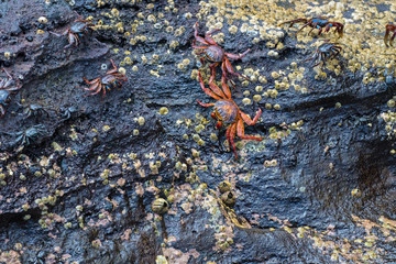 Wildlife and landscapes on the Galapagos Islands, Ecuador