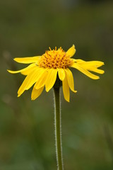 Arnica montana, Arnika, Heilpflanze