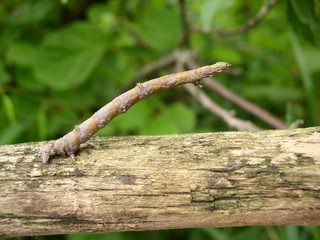 caterpillar