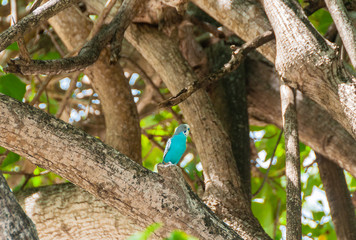 Bird watching. Colorful parrot in the natural environment