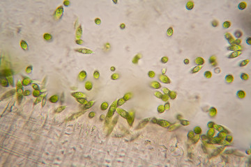 Microscopic organisms from the pond. Euglena Gracilis
