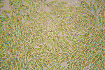Microscopic organisms from the pond. Euglena Gracilis
