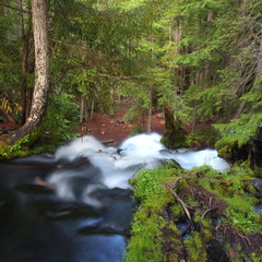 Obraz premium Rzeka wpada do krawędzi Clearwater Falls w bujnych zielonych lasach południowego Oregonu