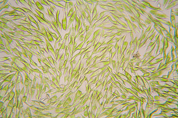 Microscopic organisms from the pond. Euglena Gracilis
