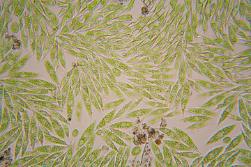 Microscopic organisms from the pond. Euglena Gracilis
