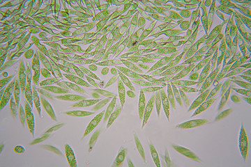 Microscopic organisms from the pond. Euglena Gracilis

