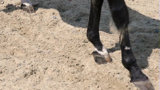 The horse is digging the ground with his front hoof