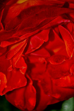 la belleza de un petalo