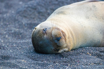 Galapagos Island Wildlife