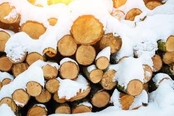 Logging stack in the forest during the winter
