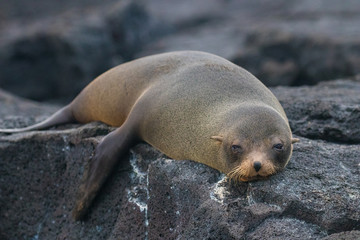 Galapagos Island Wildlife