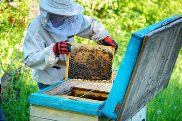 Apiary. The beekeeper works with bees near the hives. Apiculture