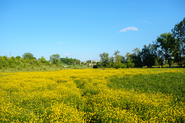Summer landscape with textured sky and grazing herd of cows on the field, overgrown with yellow flowers. Background.