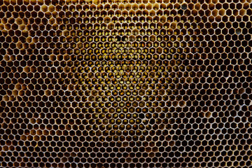 Background texture and pattern of a section of wax honeycomb from a bee hive filled with golden honey in a full frame view