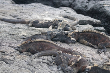 Galapagos Island Wildlife
