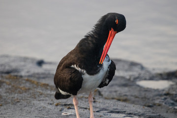 Galapagos Island Wildlife