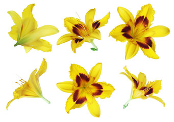yellow lily on white background