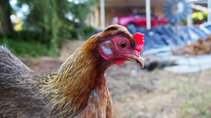 Domestic chicken foreging in backyard garden