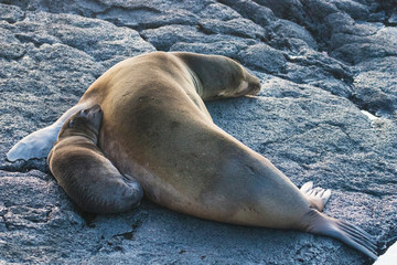 Galapagos Island Wildlife