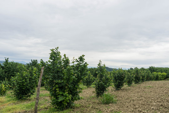 Hazelnut trees