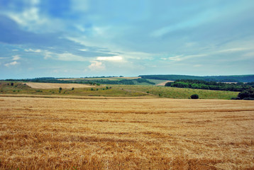 Fototapeta premium Landscape of wheat field after harvesting. The concept of agriculture, healthy eating, organic food. Natural background