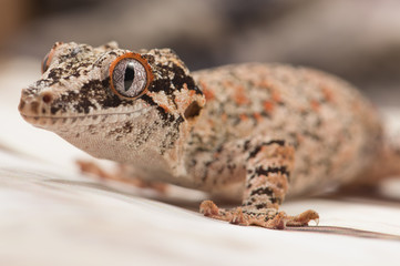 gargoyle gecko