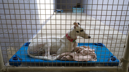 Obraz premium Gray hound dog in cage laying down