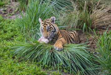Tiger [DSC_3540]