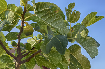 Fototapeta premium Reife feigenfrucht am Baum