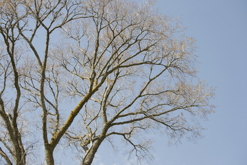 Spring Tree