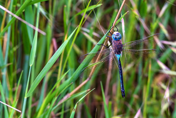 Emperor Dragonfly or Anax imperator on grass