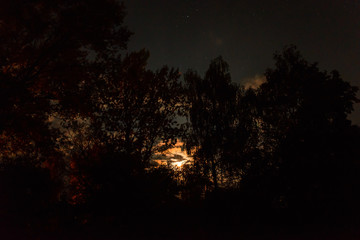 Fototapeta premium Silhouette of the forest in the night sky