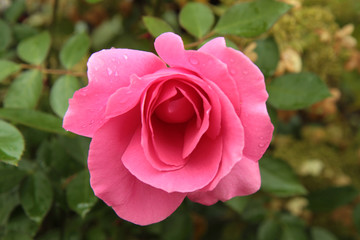 Misty Pink Rose