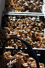 Fungi